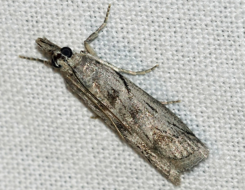 Name of this moth??